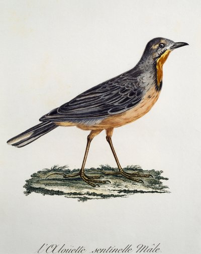 Longclaw macho del Cabo (Macronyx capensis) de Francois Le Vaillant