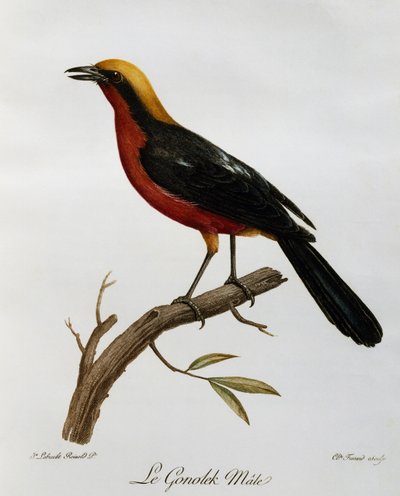 Macho de Gonolek común (Laniarius barbarus), grabado de Histoire Naturelle des Oiseaux d