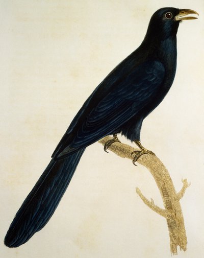 Macho Coucou a gros bec, grabado de Histoire Naturelle des Oiseaux d