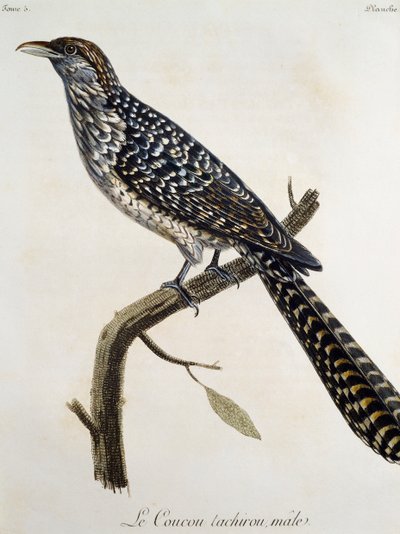 Coucou tachirou macho, grabado de Histoire Naturelle des Oiseaux d