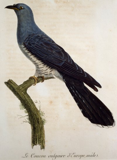 Macho de cuco euroasiático (Cuculus canorus), grabado de la Histoire Naturelle des Oiseaux d