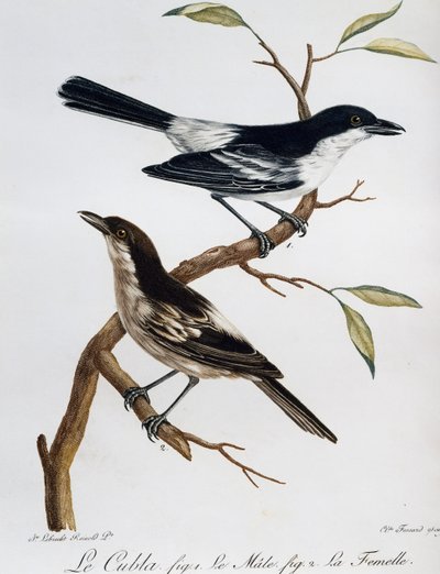 Macho y hembra de Puffback de espalda negra (Dryoscopus cubla), grabado de Histoire Naturelle des Oiseaux d