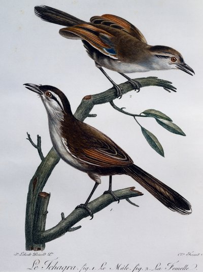 Macho y hembra de Tchagra coronado negro (Tchagra senegalus), grabado de Histoire Naturelle des Oiseaux d