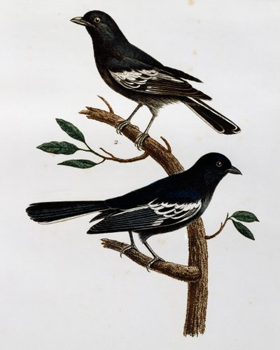 Macho y hembra de Carbonero negro (Parus niger), grabado de Histoire Naturelle des Oiseaux d