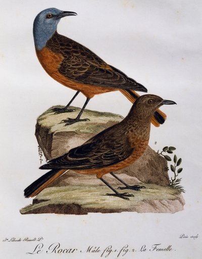 Macho y hembra de Zorzal de roca del Cabo (Monticola rupestris), grabado de Histoire Naturelle des Oiseaux d