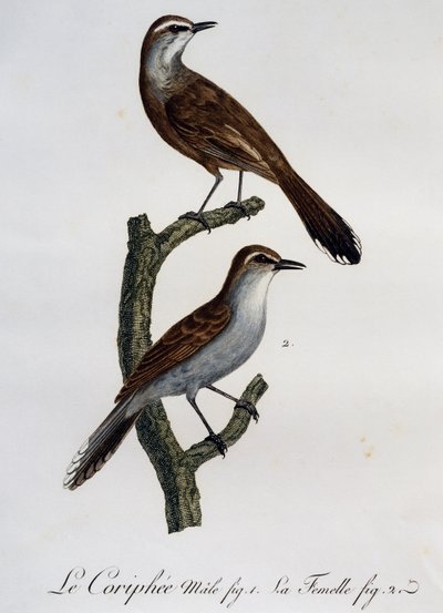 Macho y hembra del Petirrojo del Karoo (Cercotrichas coryphoeus), grabado de Histoire Naturelle des Oiseaux d