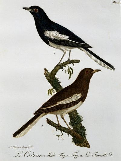 Macho y hembra de Mirlo Oriental (Copsychus saularis), grabado de Histoire Naturelle des Oiseaux d
