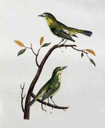 Macho y hembra de Ojo Blanco Pálido (Zosterops pallidus), grabado de Histoire Naturelle des Oiseaux d
