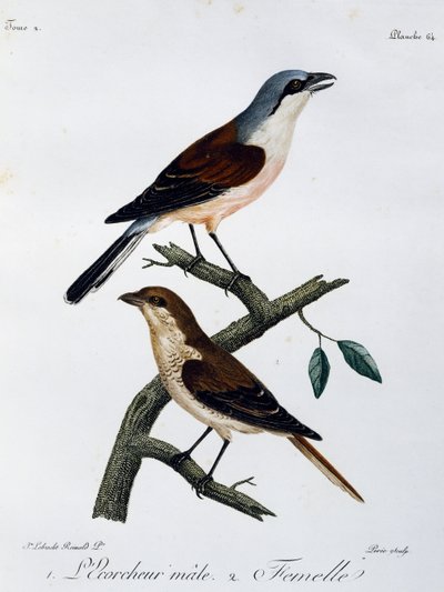 Macho y hembra de Alcaudón dorsirrojo (Lanius collurio), grabado de Histoire Naturelle des Oiseaux d