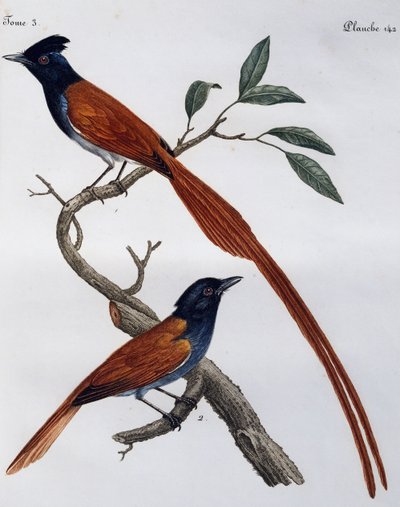 Macho y hembra de Papamoscas moteado (Muscicapa striata), grabado de Histoire Naturelle des Oiseaux d