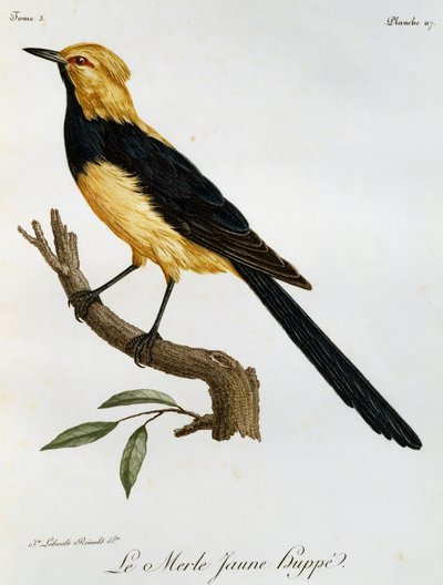 Merle Jaune Huppe, grabado de Histoire Naturelle des Oiseaux d