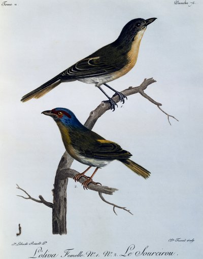 Olive Bushshrike (Telophorus olivaceus), grabado de Histoire Naturelle des Oiseaux d