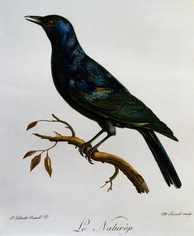 Estornino de alas pálidas (Onychognathus nabouroup), grabado de Histoire Naturelle des Oiseaux d