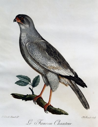 Gavilán cantor pálido (Melierax canorus), grabado de Histoire Naturelle des Oiseaux d