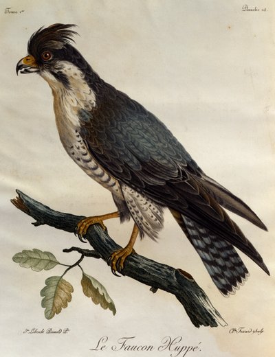 Halcón peregrino (Falco peregrinus), grabado de Histoire Naturelle des Oiseaux d