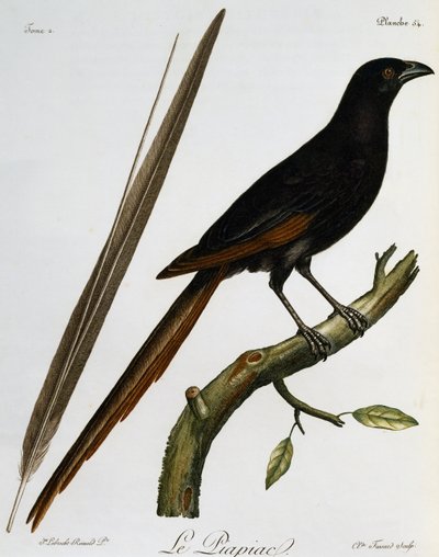 Piapiac (Ptilostomus afer), grabado de Histoire Naturelle des Oiseaux d