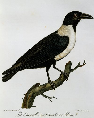 Cuervo pío (Corvus albus), grabado de Histoire Naturelle des Oiseaux d