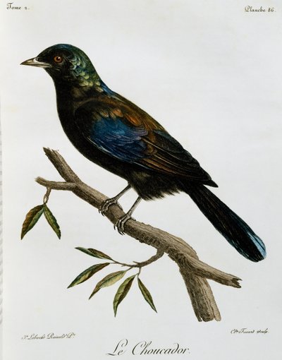 Estornino Brillante del Príncipe (Lamprotornis ornatus), grabado de Histoire Naturelle des Oiseaux d