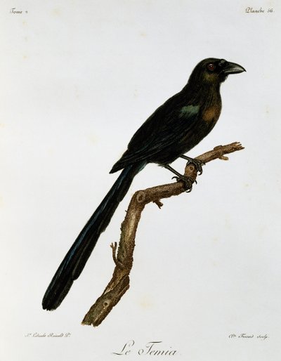 Urraca de cola de raqueta (Crypsirina temia), grabado de Histoire Naturelle des Oiseaux d