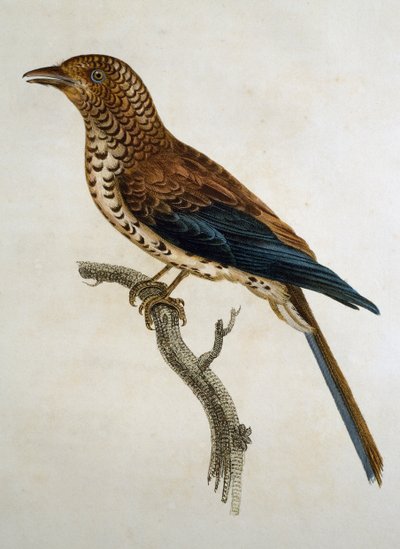 Alondra de Gorro Rojo (Calandrella cinerea), grabado de Histoire Naturelle des Oiseaux d