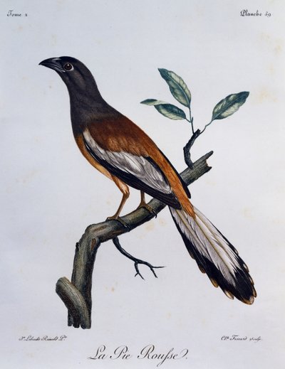 Urraca rufa (Dendrocitta vagabunda), grabado de Histoire Naturelle des Oiseaux d