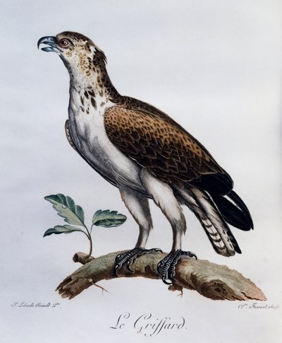 Águila Serpiente de Dedo Corto (Circaetus gallicus), grabado de Histoire Naturelle des Oiseaux d