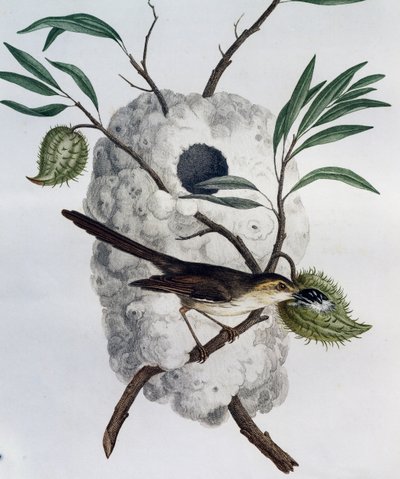 Prinia de flancos leonados (Prinia subflava), grabado de Histoire Naturelle des Oiseaux d