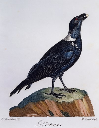 Cuervo de cuello blanco (Corvus albicollis), grabado de Histoire Naturelle des Oiseaux d