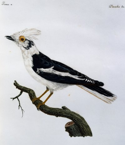 Alcaudón de Casco Blanco (Prionops plumatus), grabado de Histoire Naturelle des Oiseaux d