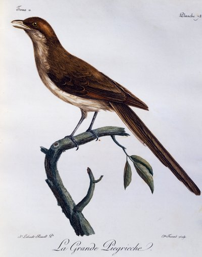 Alcaudón de pico amarillo (Corvinella corvina), grabado de Histoire Naturelle des Oiseaux d