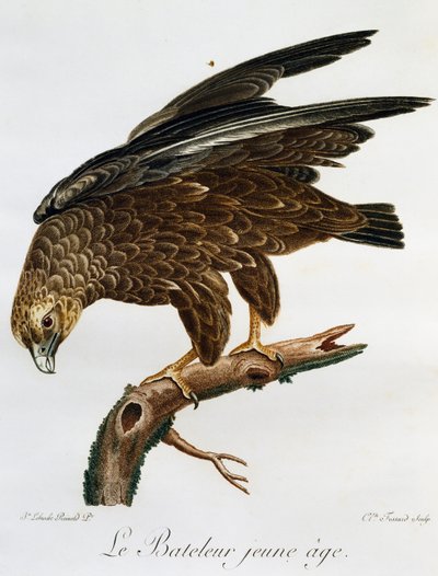 Joven Bateleur (Terathopius ecaudatus), grabado de Histoire Naturelle des Oiseaux d