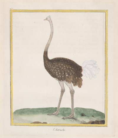 Autruche Avestruz, 1770-86 de Francois Nicolas Martinet