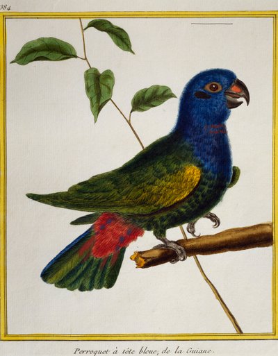 Loro de cabeza azul (Pionus menstruus), de Histoire naturelle des oiseaux de Francois Nicolas Martinet
