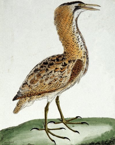 Butor de Francois Nicolas Martinet