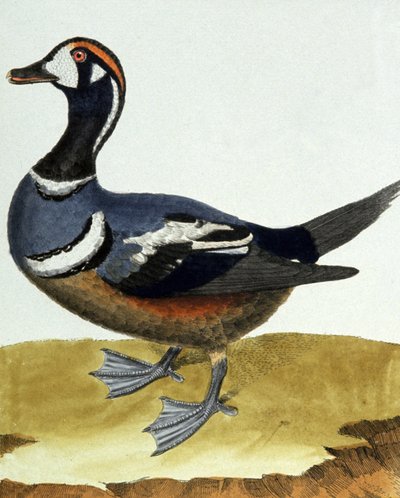 Pato de collar de Francois Nicolas Martinet