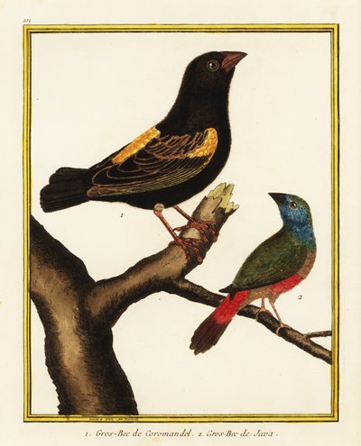 Obispo del Cabo, Euplectes capensis 1, y pinzón loro de cola larga, Erythrura prasina 2 de Francois Nicolas Martinet