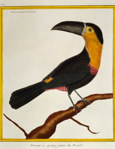 Tucán de pico canalizado (Ramphastos vitellinus), de Histoire naturelle des oiseaux de Francois Nicolas Martinet