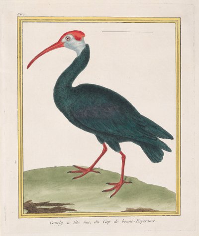 Ibis Calvo del Cabo de Buena Esperanza, 1770-1786 de Francois Nicolas Martinet