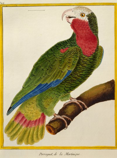 Loro cubano (Amazona leucocephala), de Histoire naturelle des oiseaux de Francois Nicolas Martinet