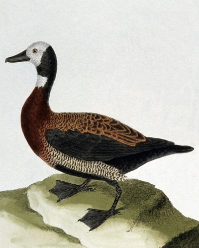 Pato de Maragnan de Francois Nicolas Martinet