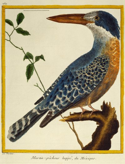 Martín pescador gigante (Megaceryle maxima), de Histoire naturelle des oiseaux de Francois Nicolas Martinet