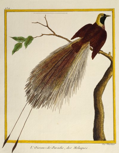 Ave del paraíso mayor (Paradisaea apoda), de Histoire naturelle des oiseaux de Francois Nicolas Martinet