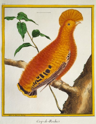 Gallito de las rocas guayanés (Rupicola rupicola), de Histoire naturelle des oiseaux de Francois Nicolas Martinet