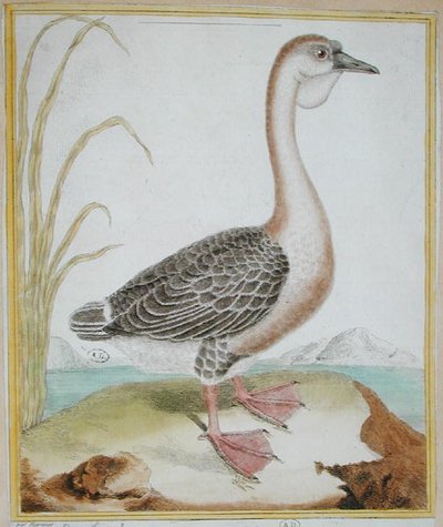 Pato de Guinea, de 