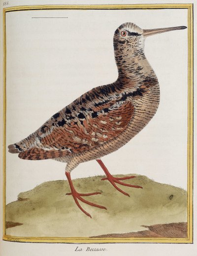 ""La becasse"", lámina 885 de zoología extraída de ""Historia de las aves"" de Francois Nicolas Martinet de Francois Nicolas Martinet