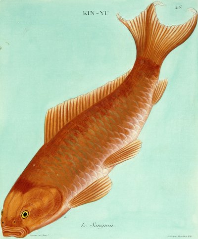 Le Sanguin de Francois Nicolas Martinet