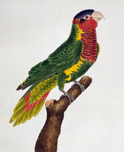 Lori adornado (Trichoglossus ornatus), de Histoire naturelle des oiseaux de Francois Nicolas Martinet