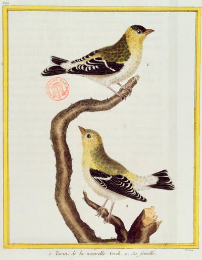 Pareja de jilgueros, de 