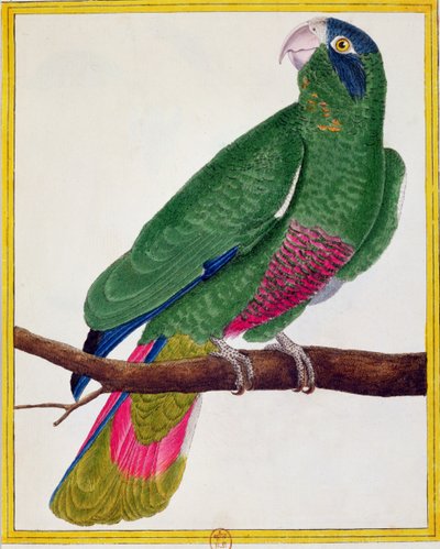 Loro, de 