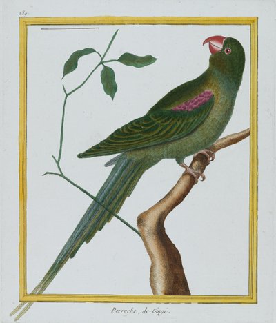 Perruche, de Gingi, c.1770-86 de Francois Nicolas Martinet